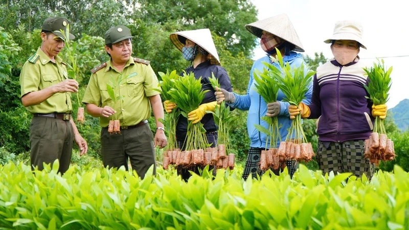Hiệu quả nhân văn từ trồng rừng kinh tế